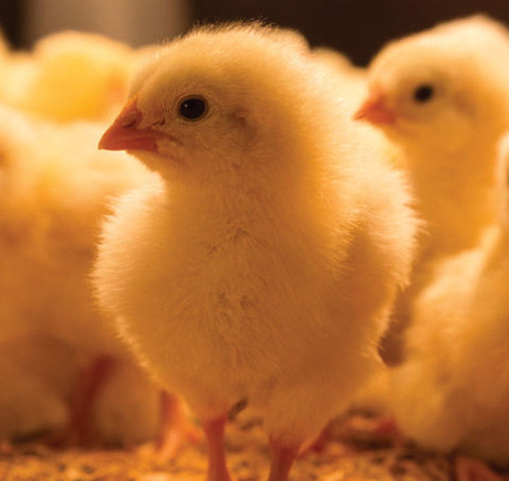 Hatching And Rearing Chicks Love Free Range Eggs