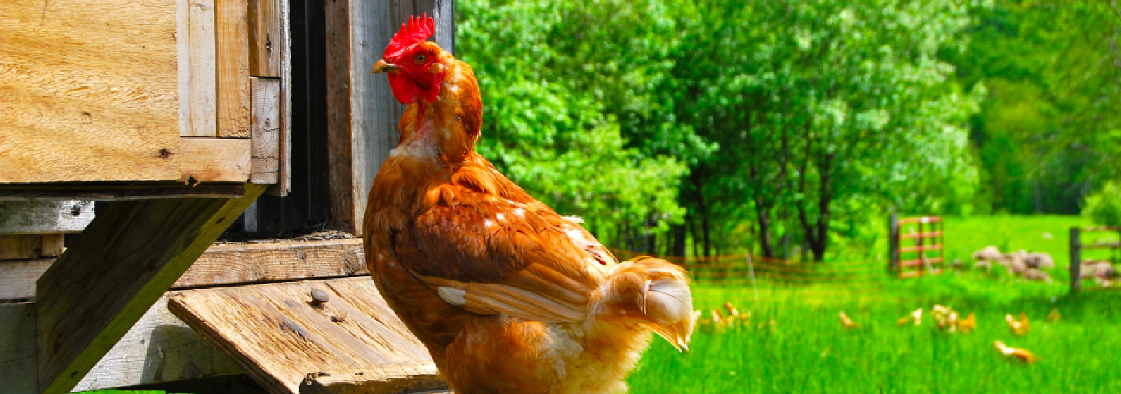 Housing Order 2021 | Love Free Range Eggs